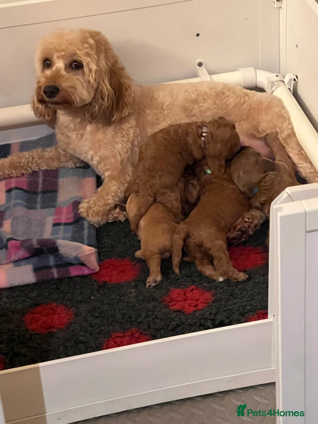 Cockapoo dogs for sale: Lovely Male Cockapoos. Ready 09/04.  in Grimsby - Advert 1
