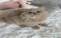 British Longhair cats for sale: Ready 🐻British Longhair chunky kittens💎🧸 - Image 11