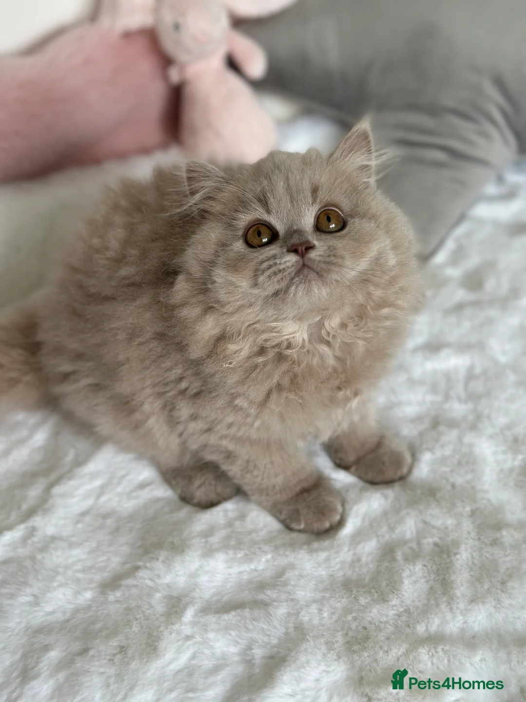 British Longhair cats for sale: Ready 🐻British Longhair chunky kittens💎🧸 - Advert 22