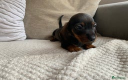 Dachshund dogs for sale: 🌈🌈rainbow litter 🌈🌈 - Image 2