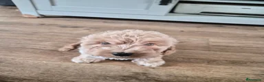 Cockapoo 2