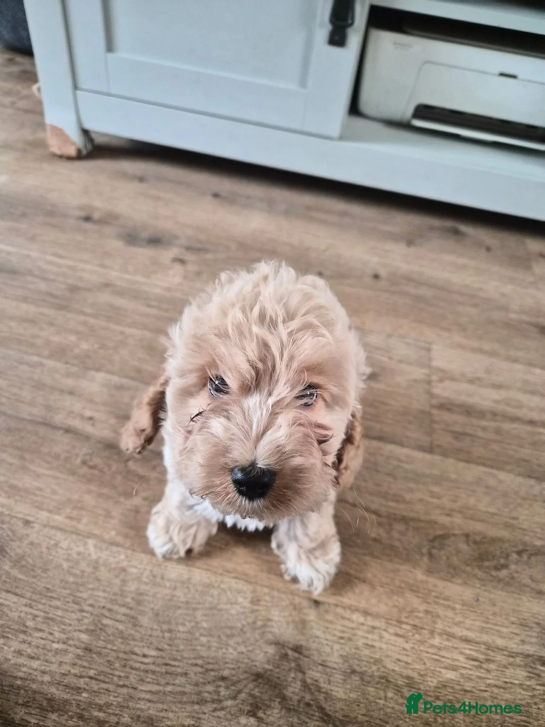 Cockapoo dogs for sale: F1 Cockerpoos  - Advert 34