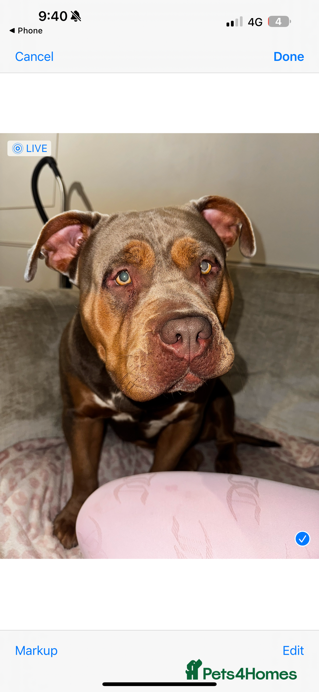 American Bully dogs for sale: Lilo the standard bully  - Advert 11