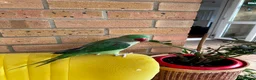 Parrots birds for sale: Cheeky year old alexandrine parrot - he talks!!  in Ilford - Advert 6