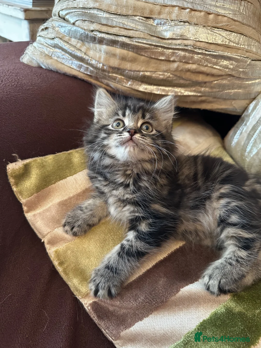Mixed Breed cats for sale: Stunning kittens ready now - Advert 11