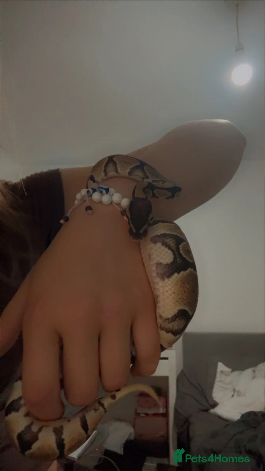 Python Snake reptiles for sale: Royal ball python for sale in Redditch - Advert 2
