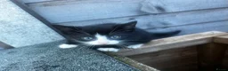 Mixed Breed cats for sale: 3 yard kittens for sale - Advert 4