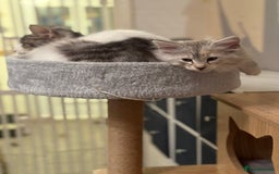 Norwegian Forest Cat cats for sale: SANNVENN Norwegian Forest Cats - Image 8