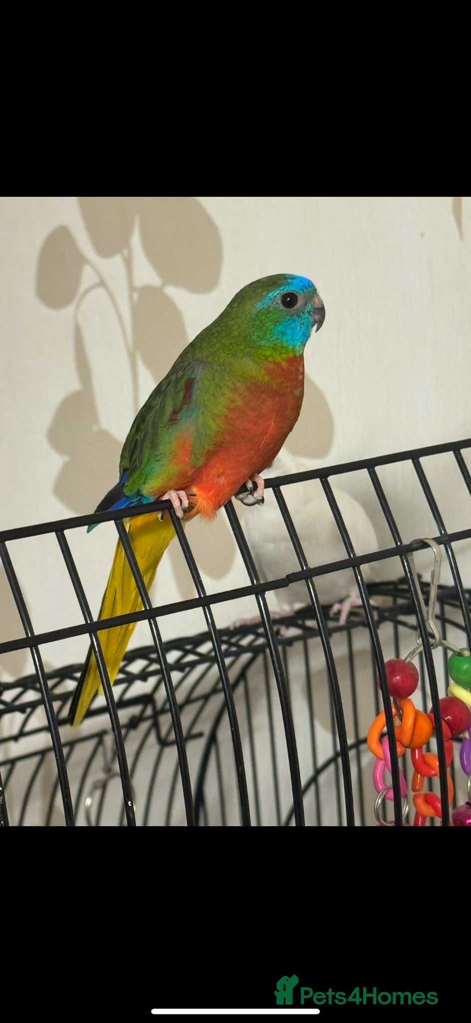 Parakeets birds Turqoisine parakeet - Advert 16