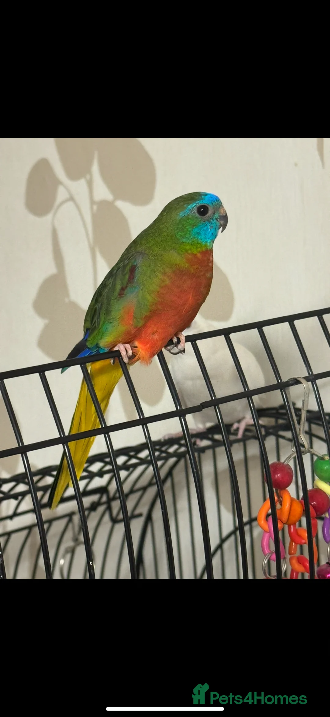 Parakeets birds for sale: Turqoisine parakeet - Advert 1