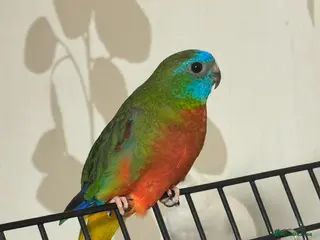 Parakeets birds Turqoisine parakeet - Advert 16