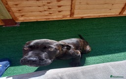 Cane Corso dogs for sale: Cane corso  - Image 9
