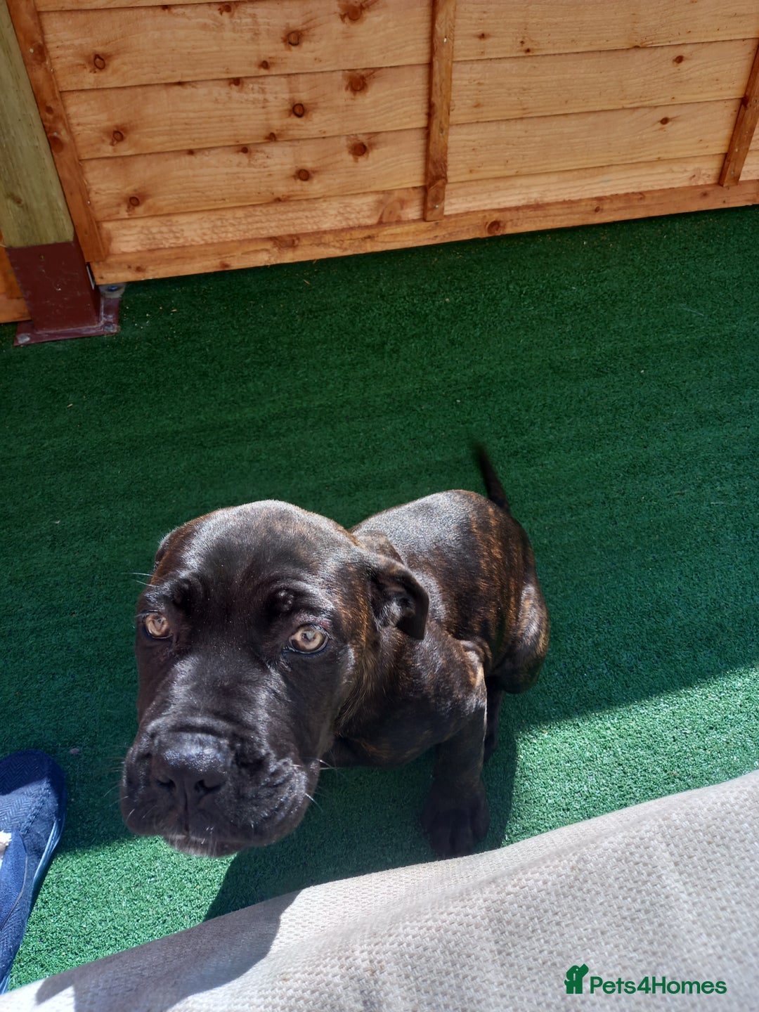 Cane Corso dogs for sale: Cane corso  - Image 9