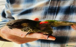 Conures birds for sale: ‘RARE’ Fully Handreared White-Eared Conure Chicks - Image 4