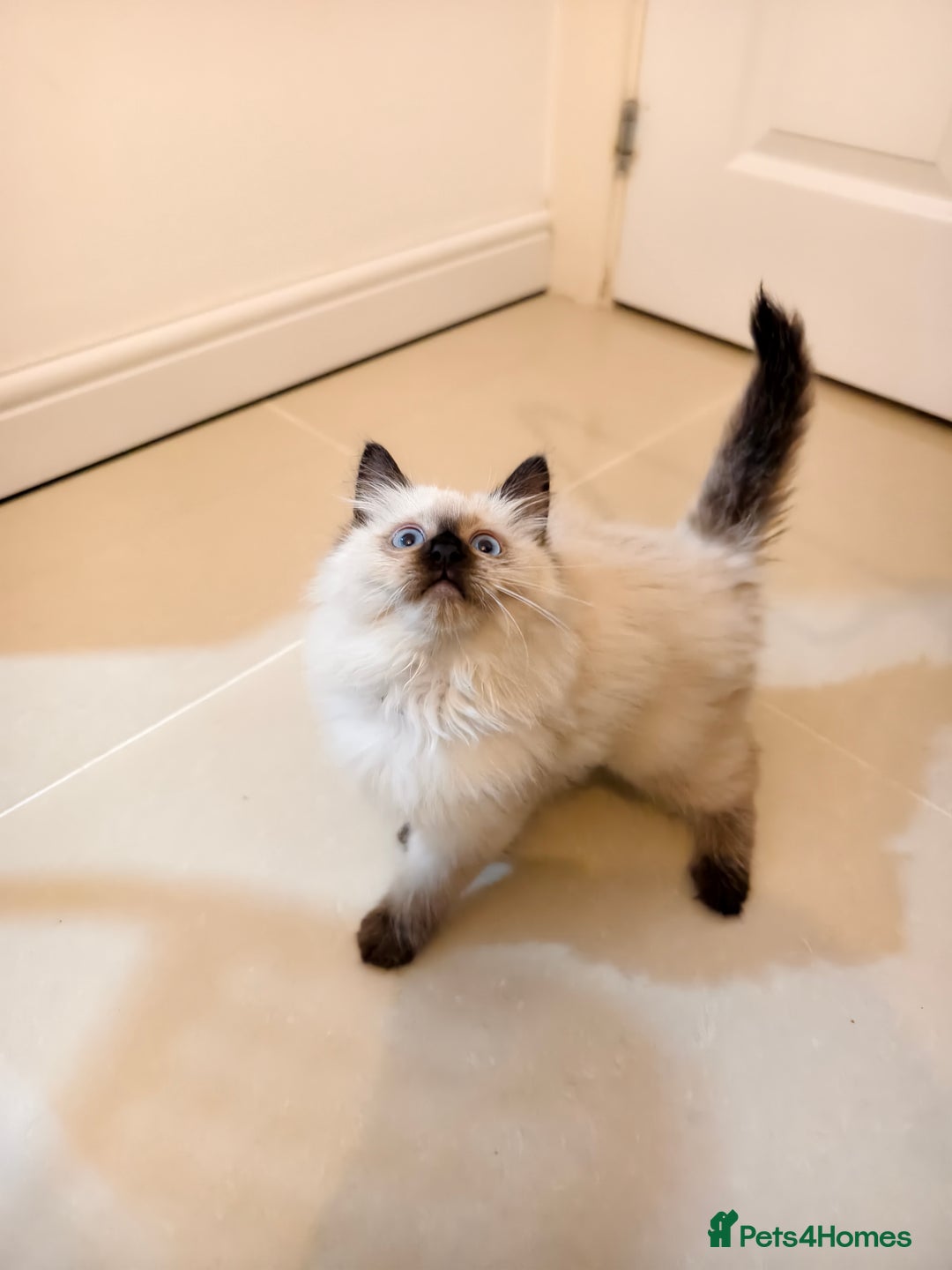 Ragdoll cats for sale: Beautiful Ragdoll Kittens Ready for Sale! - Advert 21