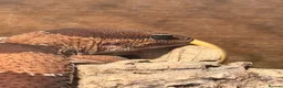 Gecko reptiles for sale: Fat Tailed Gecko with setup - Advert 2