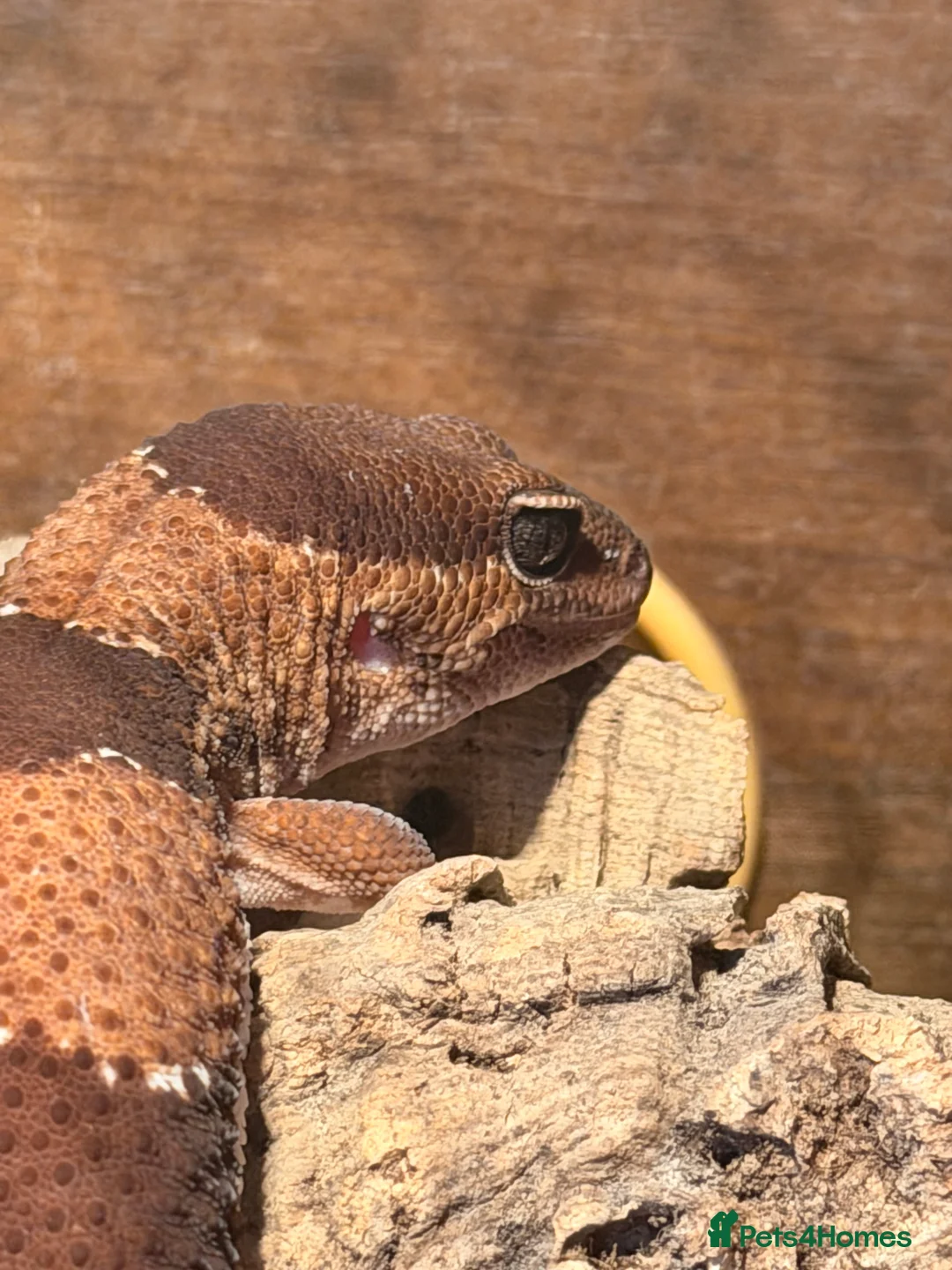 Gecko reptiles for sale: Fat Tailed Gecko with setup - Advert 2