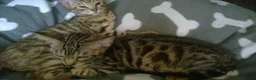 Mixed Breed cats for sale: Cute and Playful Kittens - Advert 17