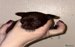 Chihuahua dogs for sale: Beautiful baby chihuahua pups - Image 6