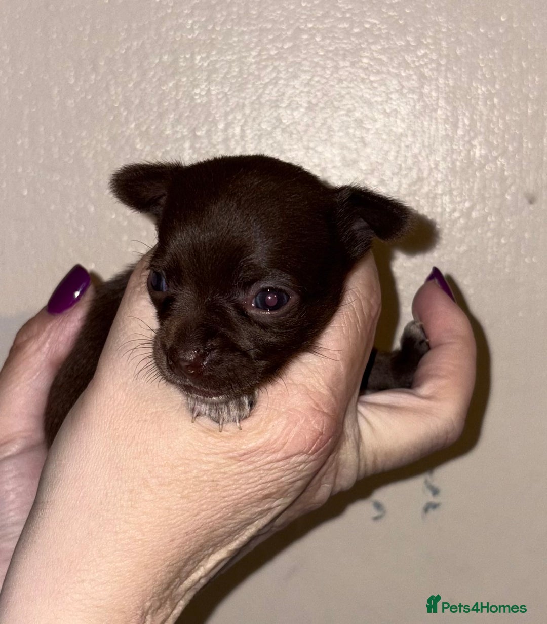 Chihuahua dogs for sale: Beautiful baby chihuahua pups - Image 6