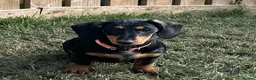 Dachshund dogs for sale: Dachshund puppies standard, smooth coat - Advert 20