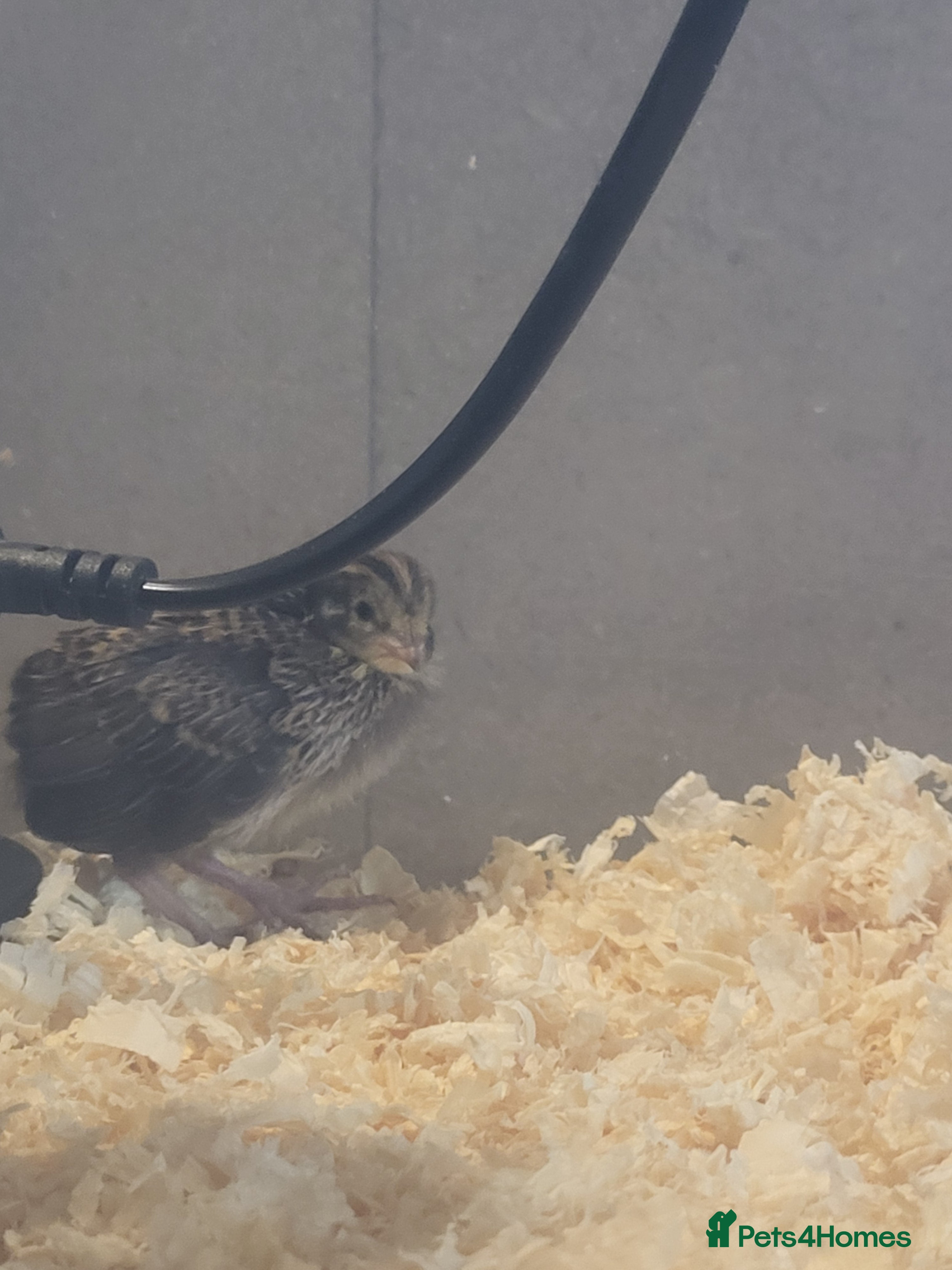 Quail poultry Button quail and coturnix quail  - Advert 1