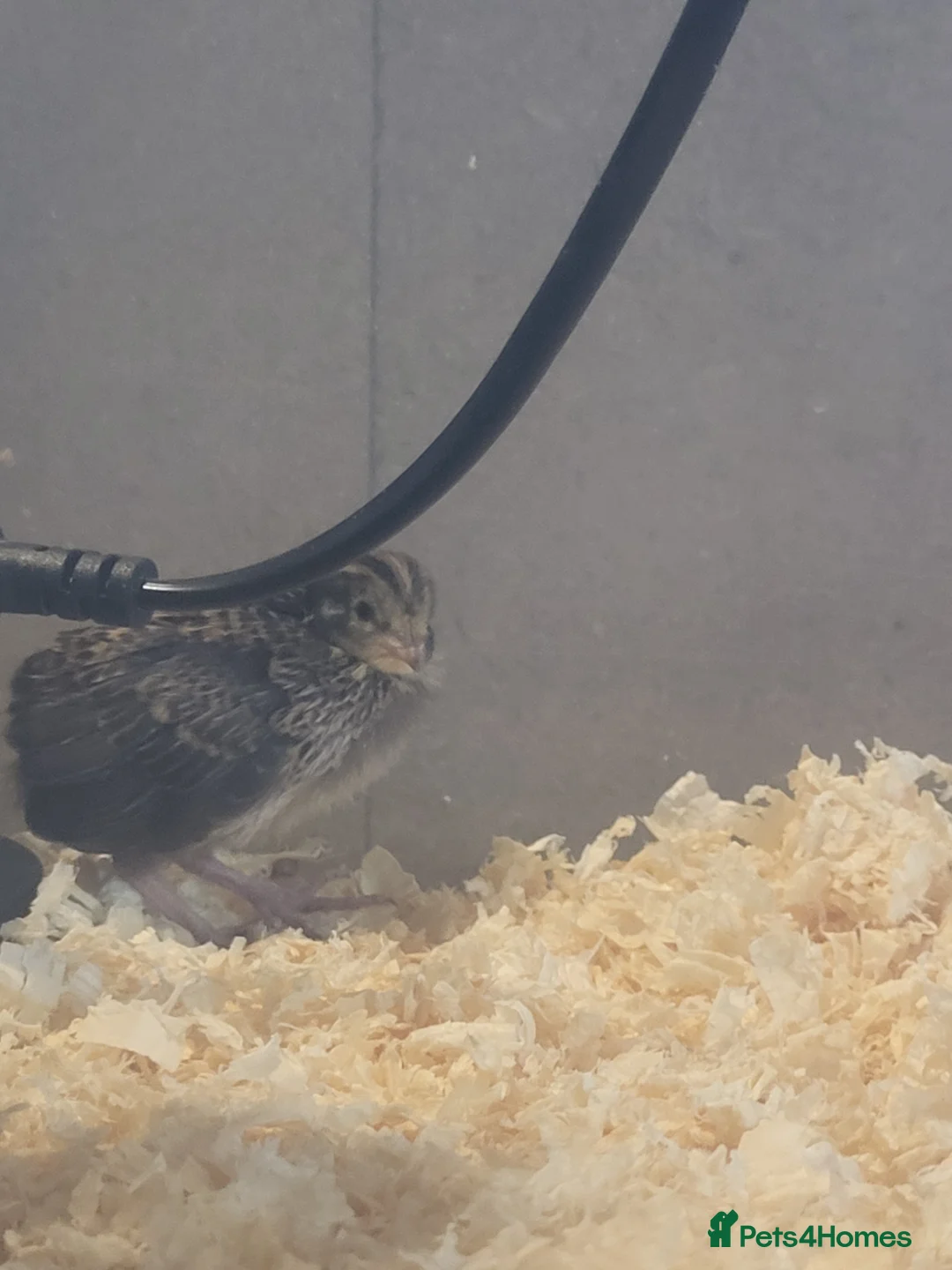 Quail poultry for sale: Button quail and coturnix quail  - Advert 1