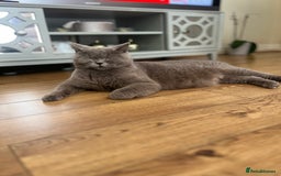 British Shorthair cats for sale: Beautiful British Shorthair Kittens - Advert 7