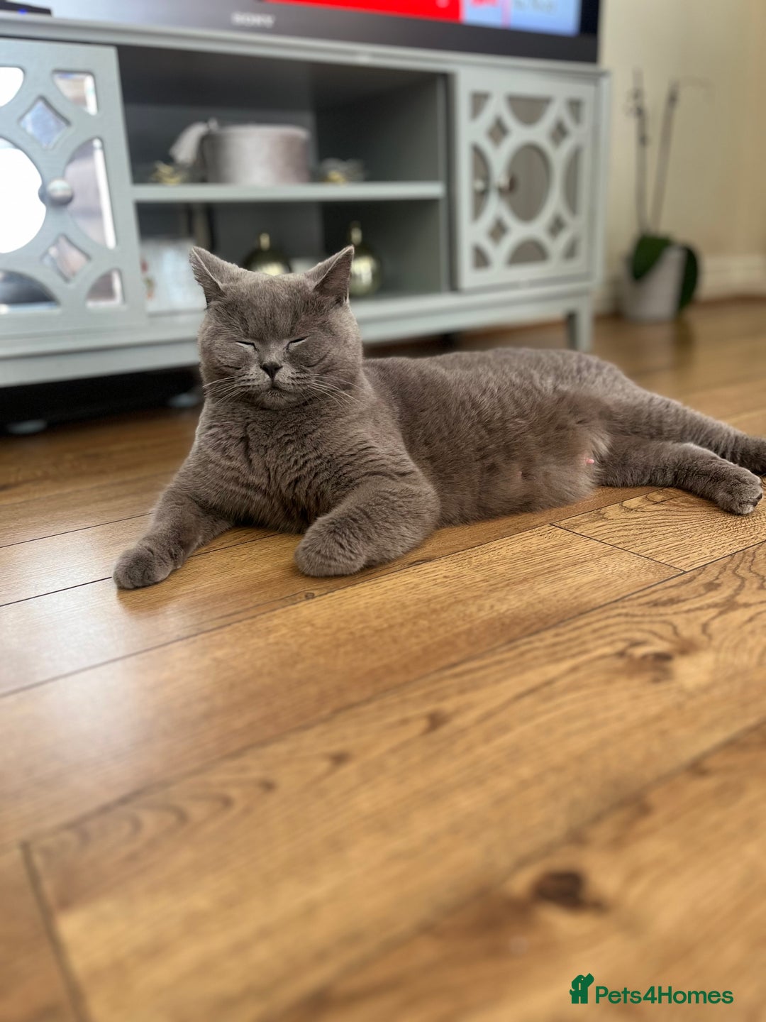 British Shorthair cats for sale: Beautiful British Shorthair Kittens - Advert 7