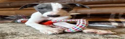 Mixed Breed dogs for sale: 🐾Reduced🐾READY NOW!!Italian x whippet pups! - Advert 3
