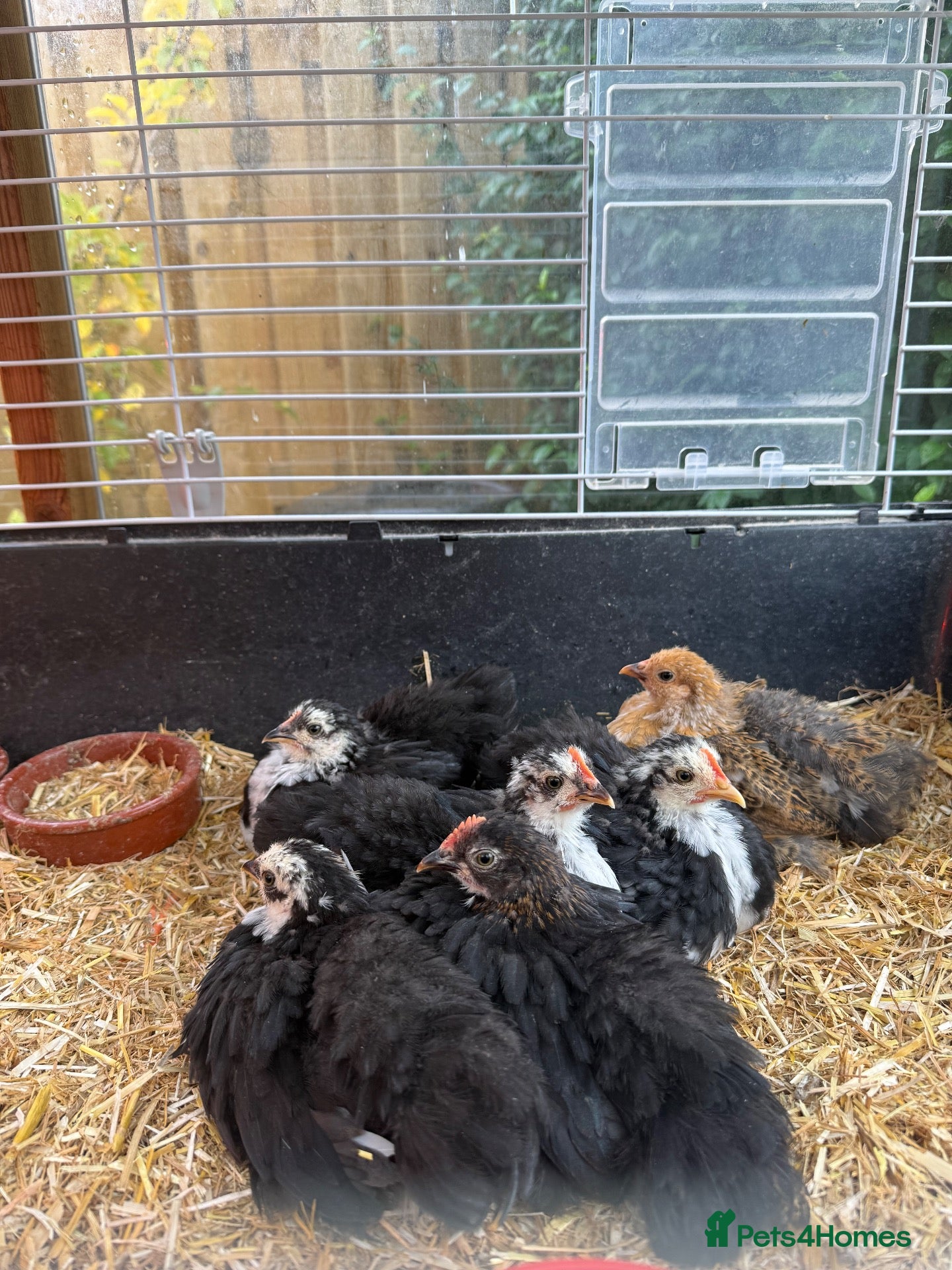 Chickens poultry Pekin bantams young chicks  - Advert 15