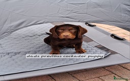 Cockerdor dogs for sale: F1 cockerdor puppies , cocker x labrador  - Image 25