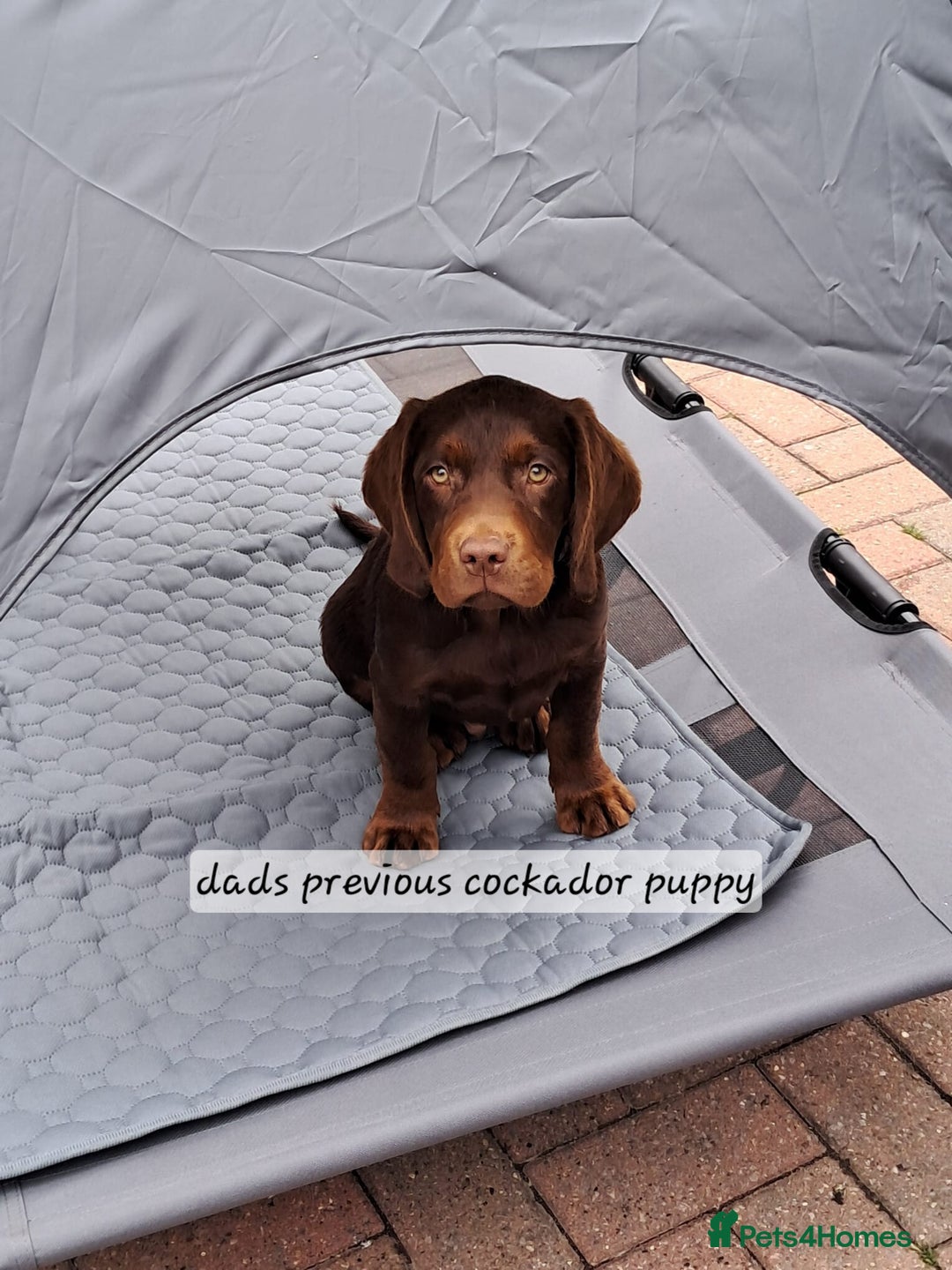 Cockerdor dogs for sale: F1 cockerdor puppies , cocker x labrador  - Image 25