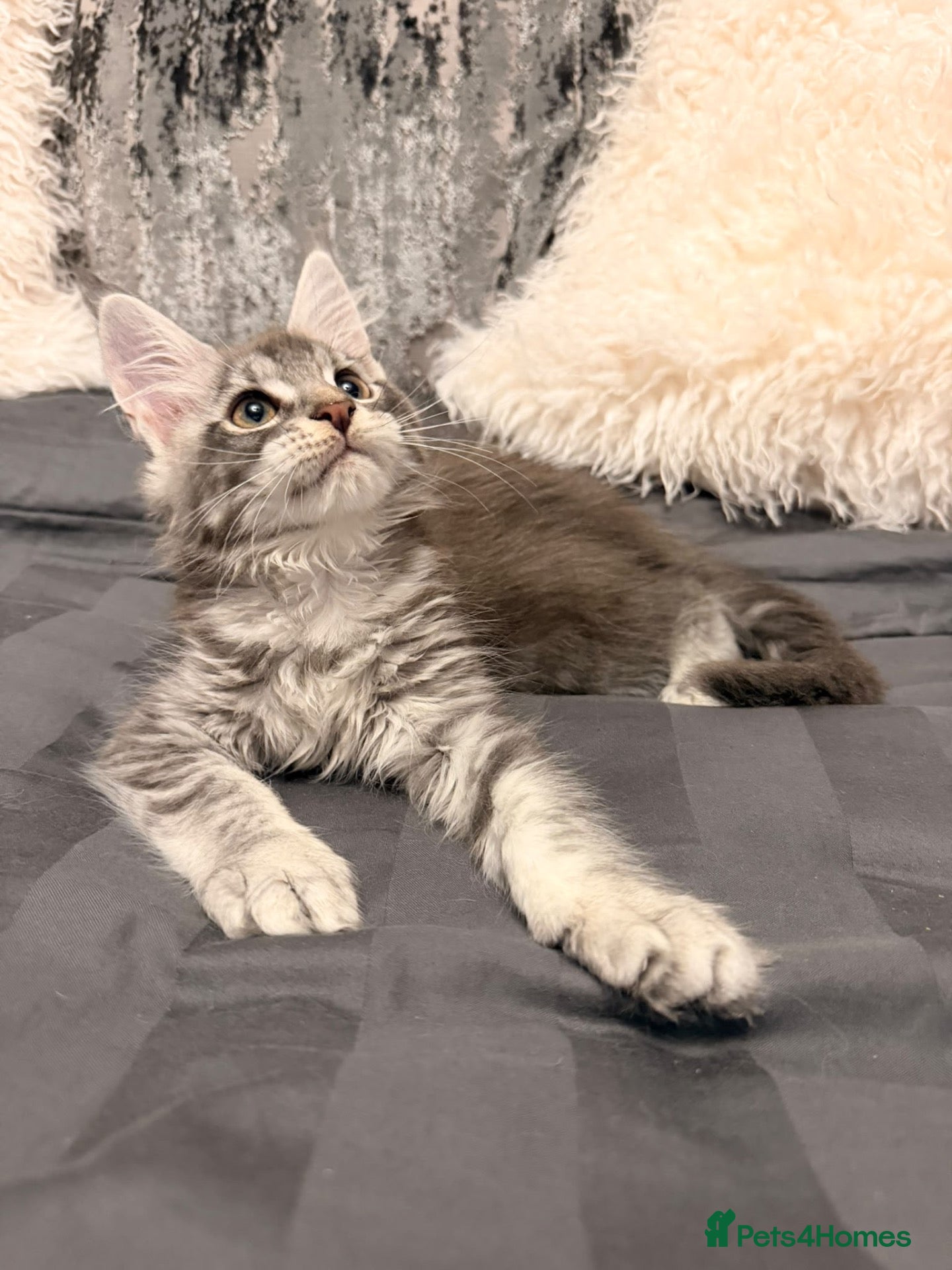 Maine Coon cats Stunning Maine Coon Litter Of Kittens  - Advert 5