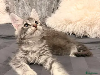 Maine Coon cats Stunning Maine Coon Litter Of Kittens - Advert 5