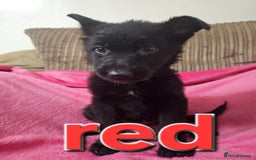 German Shepherd dogs for sale: German Shepherd puppies - Image 15