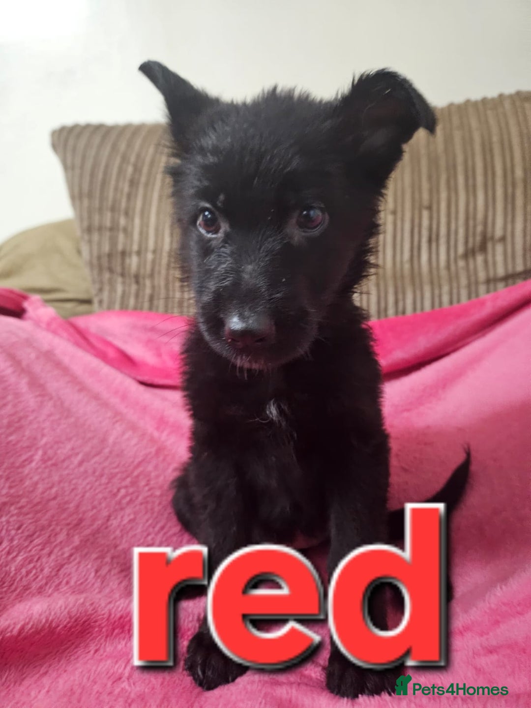 German Shepherd dogs for sale: German Shepherd puppies - Image 15