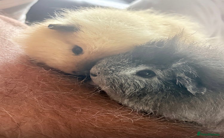 Guinea Pig rodents Two male Guinea pigs  - Advert 3