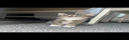 Mixed Breed cats for sale: 2 beautiful kittens  in Cumnock - Advert 3