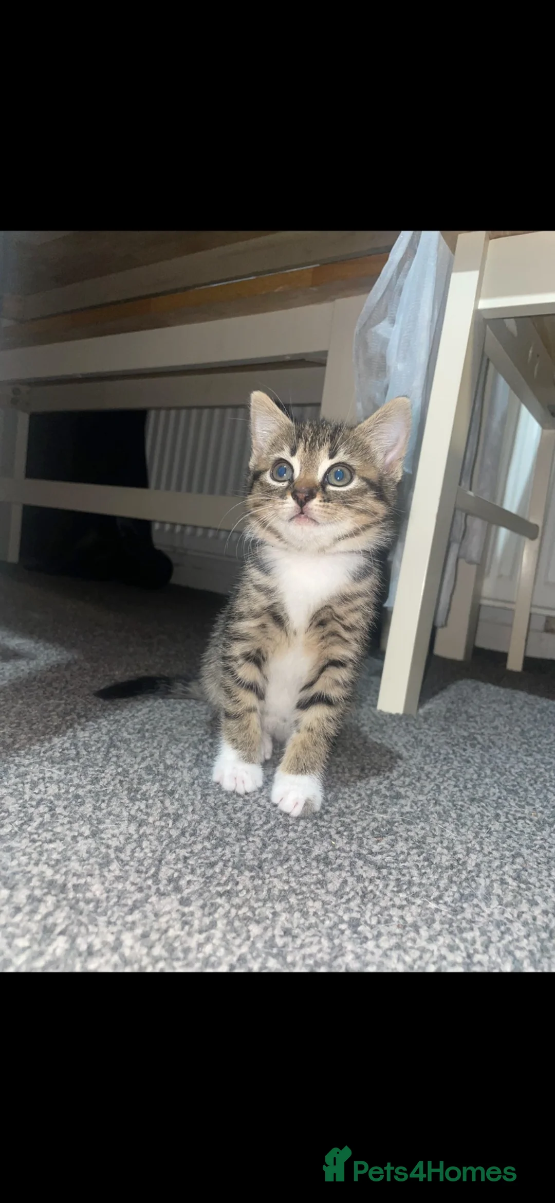 Mixed Breed cats for sale: 2 beautiful kittens  in Cumnock - Advert 3