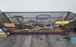 Rat rodents for sale: URGENT: two Male Rats Looking for new Forever Home - Image 10