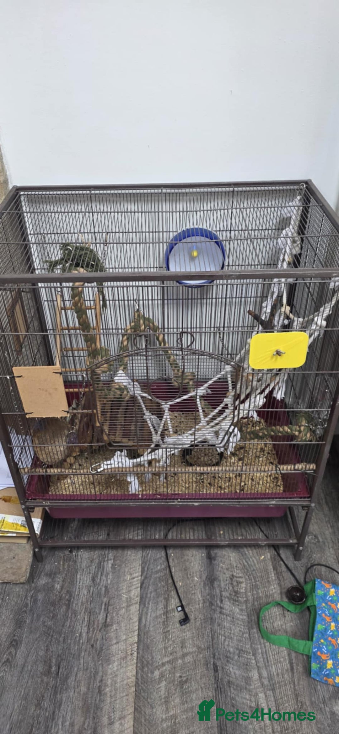 Rat rodents for sale: URGENT: two Male Rats Looking for new Forever Home - Image 10