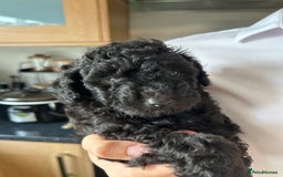 Toy Poodle dogs for sale: Toy poodles - Image 8