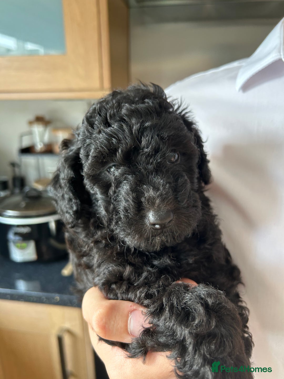 Toy Poodle dogs for sale: Toy poodles - Image 8