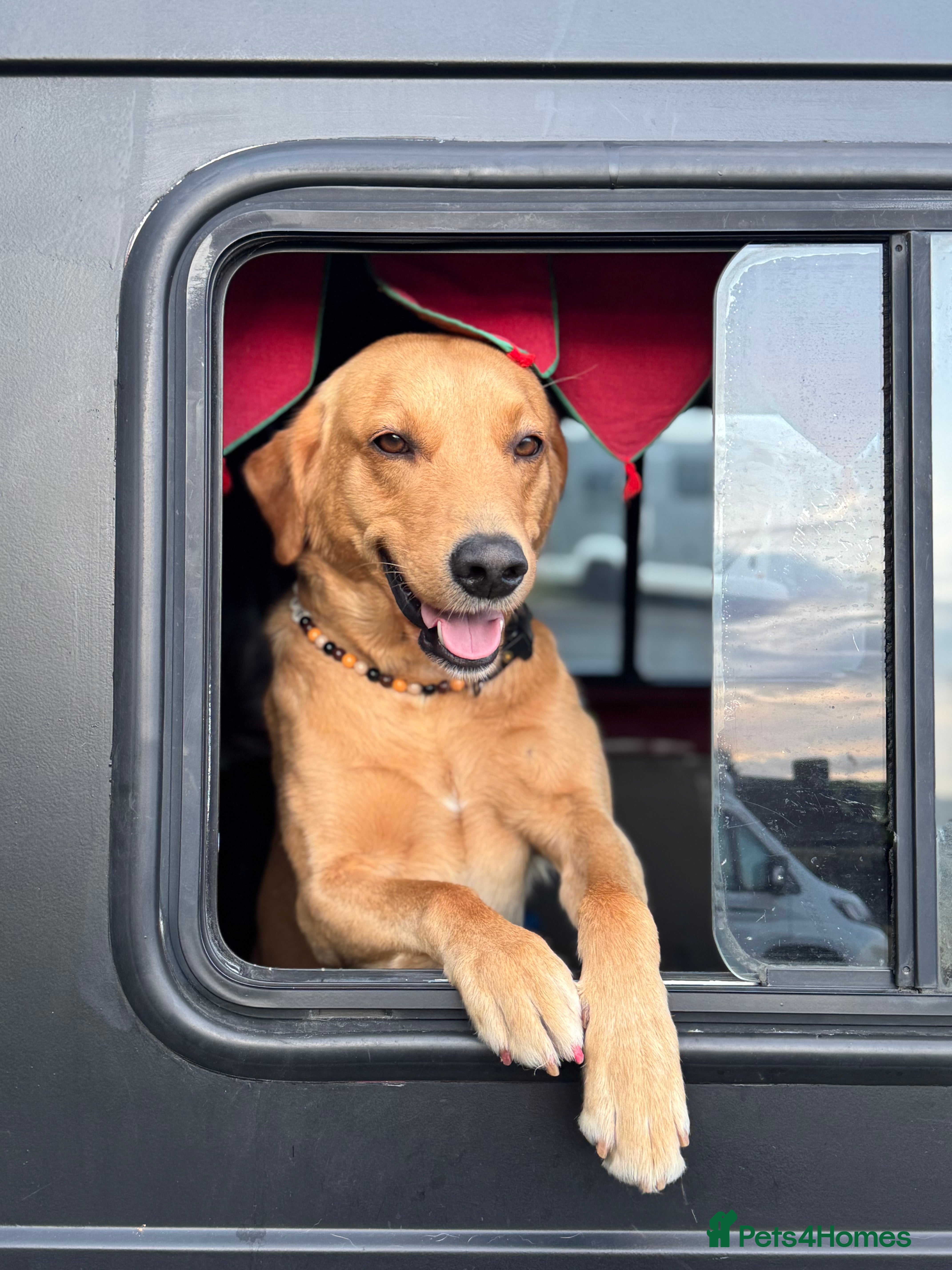 Labrador Retriever dogs Fox red Irish Labrador for loving family - Advert 2