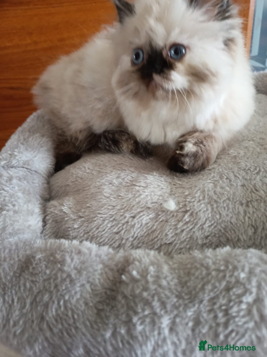 Persian cats for sale: 💗2 Boys and 1 Girl 💗 - Image 11