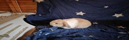 Mini Lop rabbits for sale: Pedigree mini lop bunnies - Advert 4