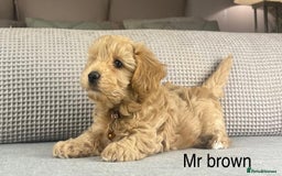 Maltipoo dogs for sale: STUNNING BOYS AND GIRL. DNA TESTED CLEAR FATHER - Image 6