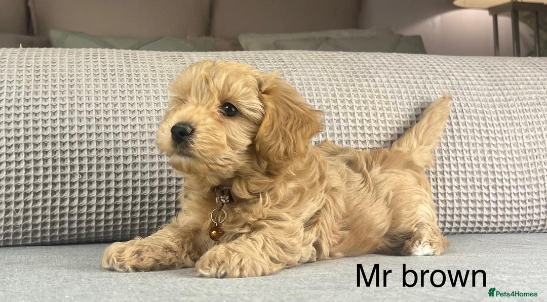 Maltipoo dogs for sale: STUNNING BOYS AND GIRL. DNA TESTED CLEAR FATHER - Image 6