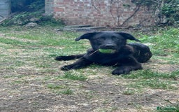 Mixed Breed dogs for sale: Shepador  - Image 1